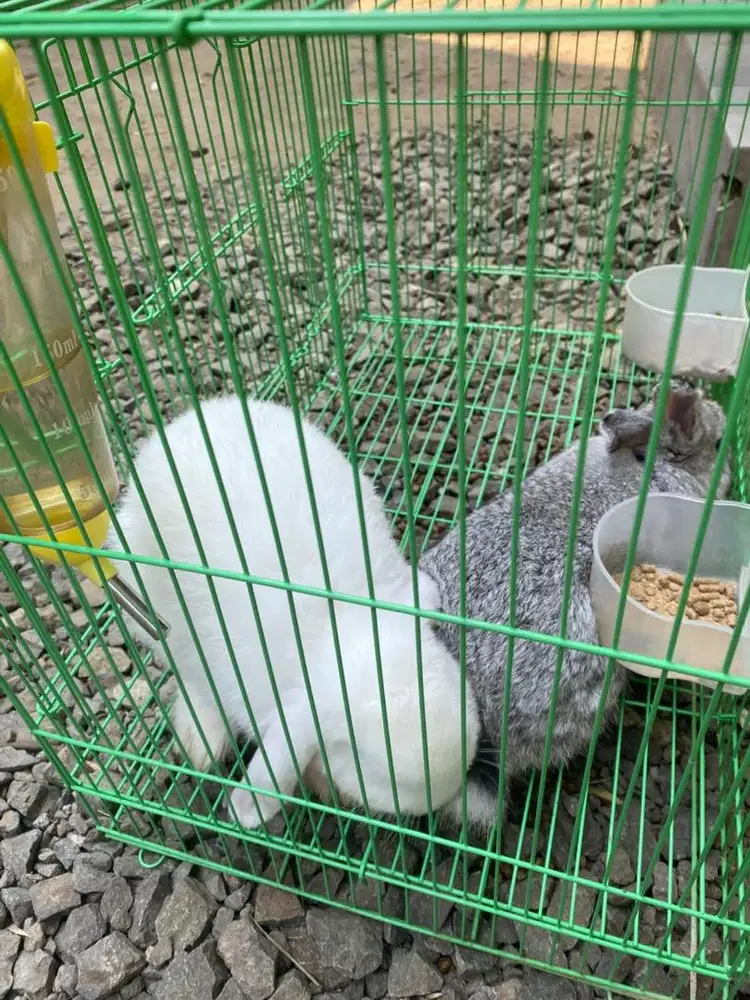 Jual kelinci holland lop sepasang murmer