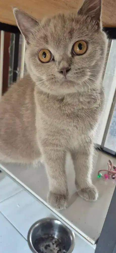 Kucing BSH Lilac Cantik