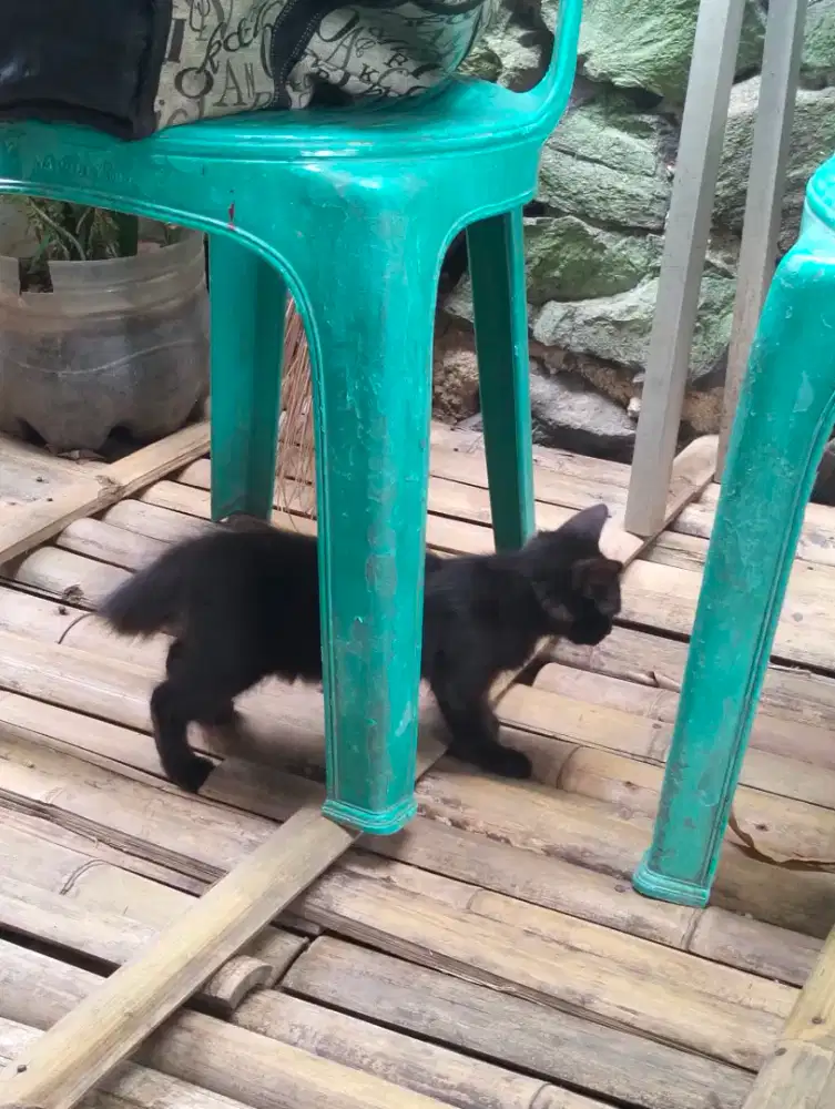 Kucing kitten persia bsh