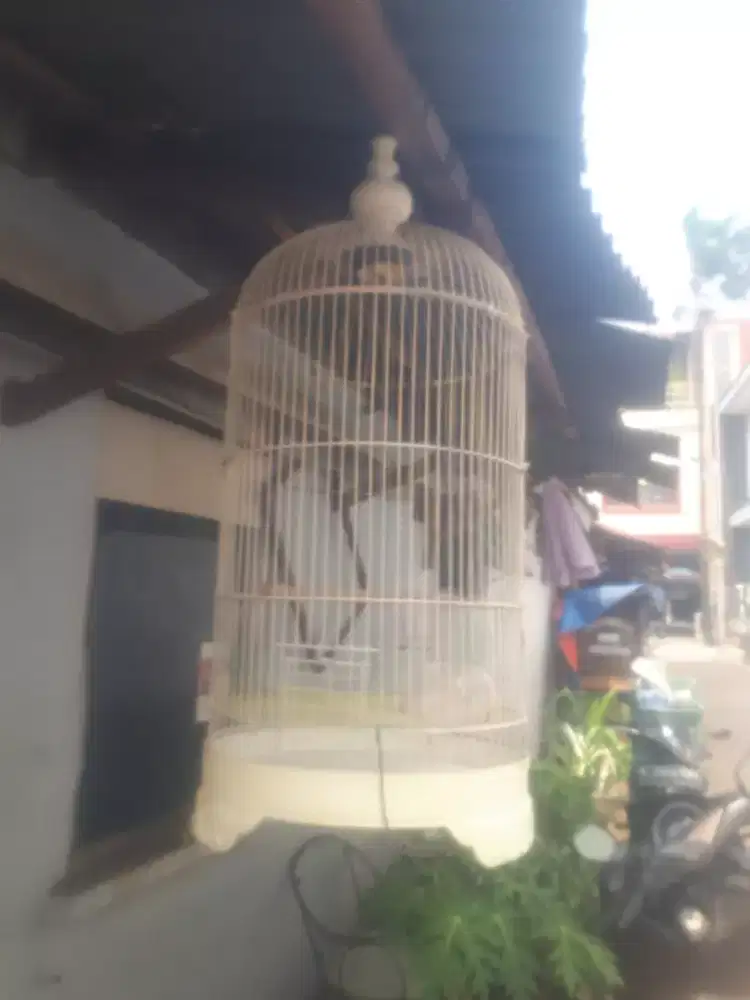 Kandang Besi Love bird