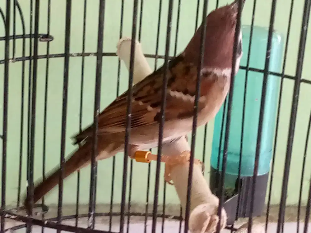 Burger jinak rawat dr kecil