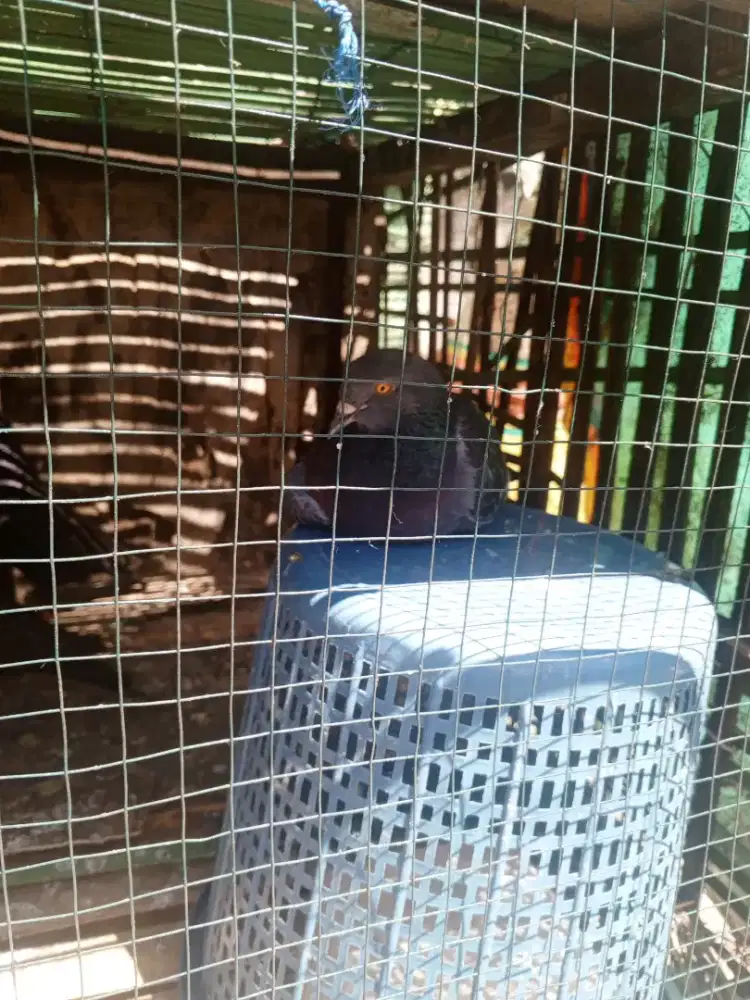 Burung merpati dara