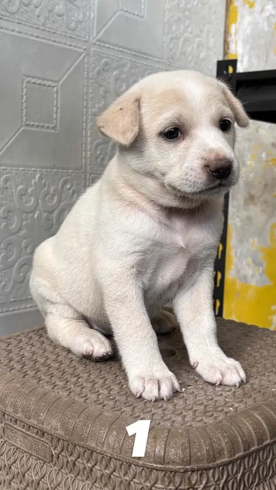 OPEN ADOPT ANAK ANJING