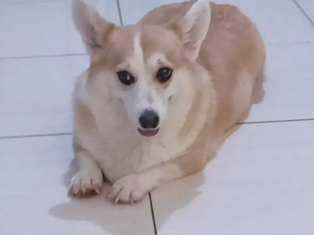 Adop Corgi betina