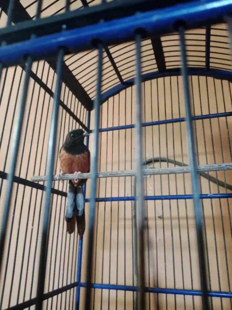 Jual murai betina burung aja udah ngepor rawatan lama