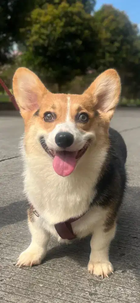 Adop  Corgi betina