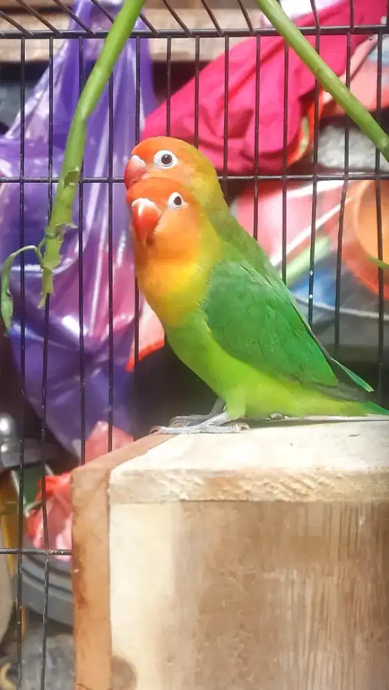 Lovebird Nyasa ori indukan