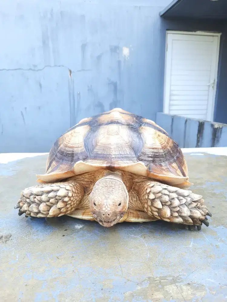 Kura sulcata 52,5 cm betina