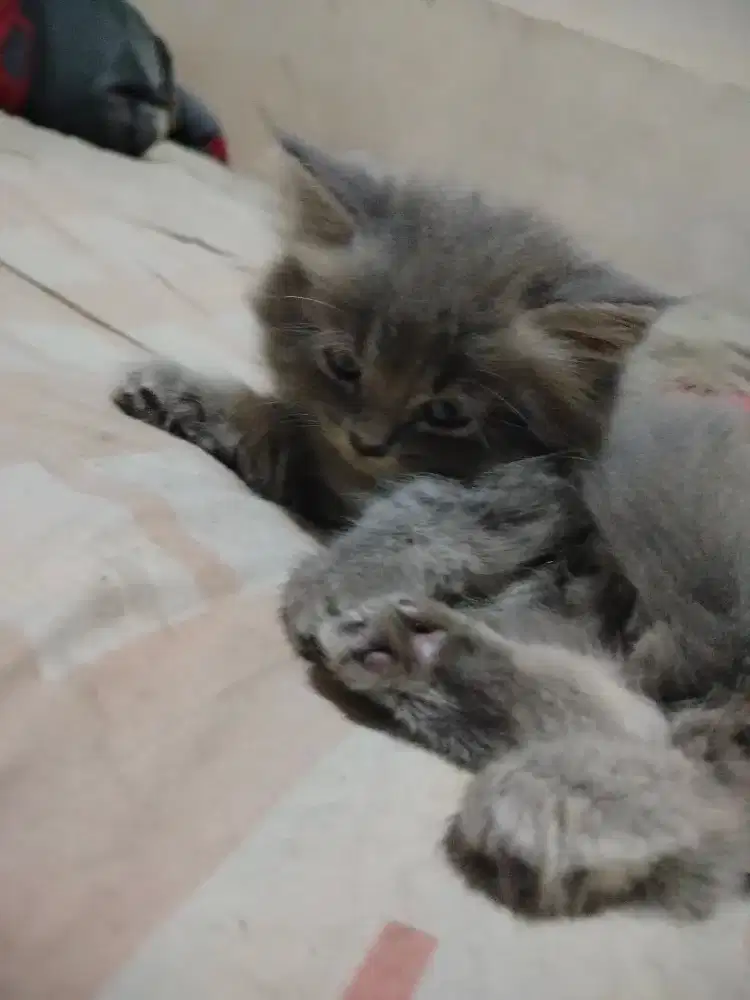 Kitten Persia Betina