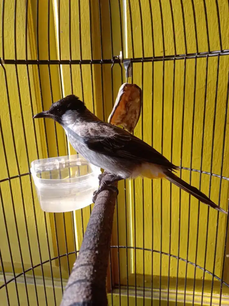 Burung kutilang prestasi
