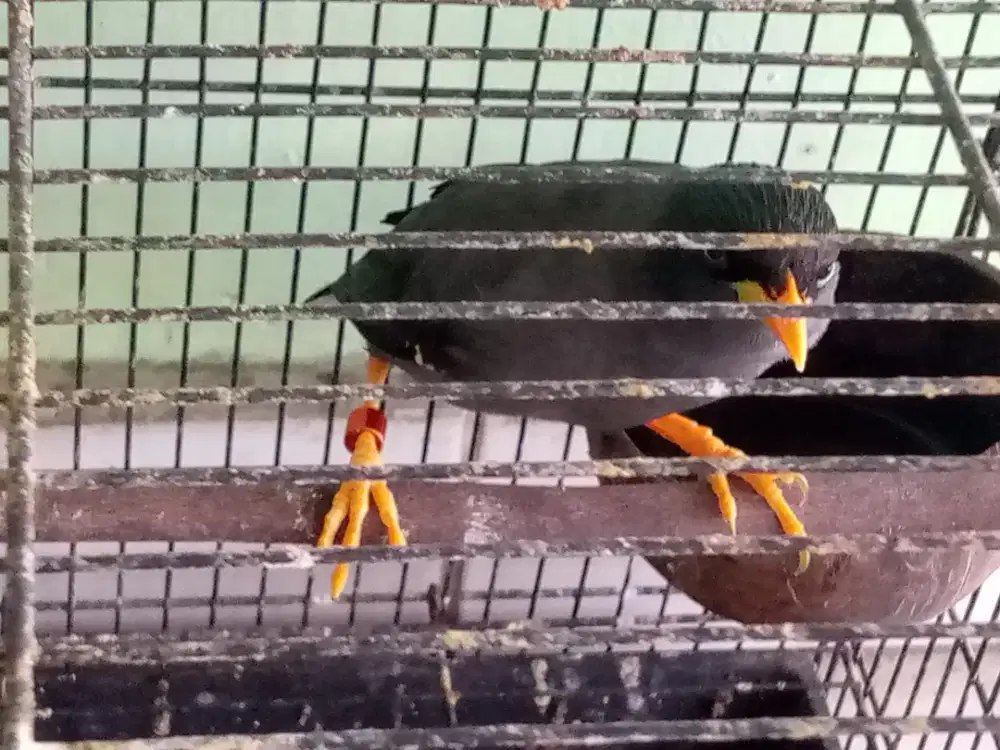 Burung jalak hitam bisa ngomong