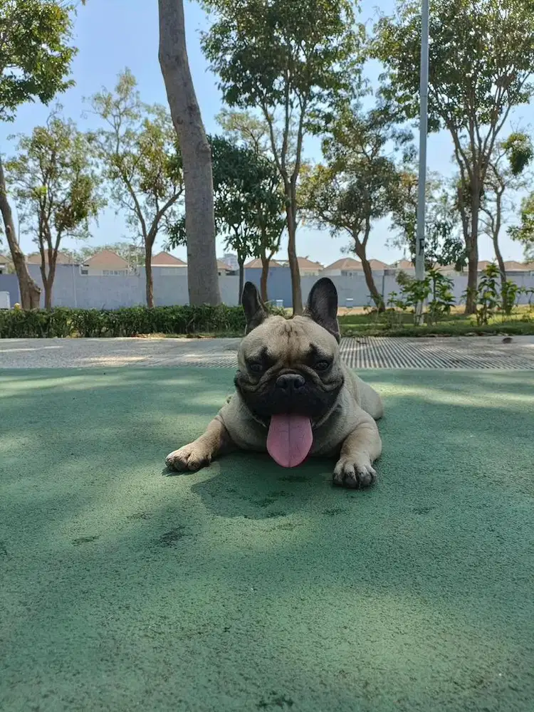 JUAL ANJING FRENCH BULLDOG (FRENCHY)