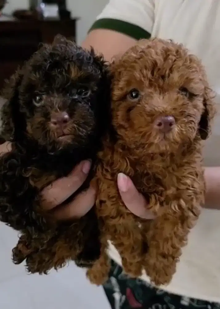 Super Mini Poodle