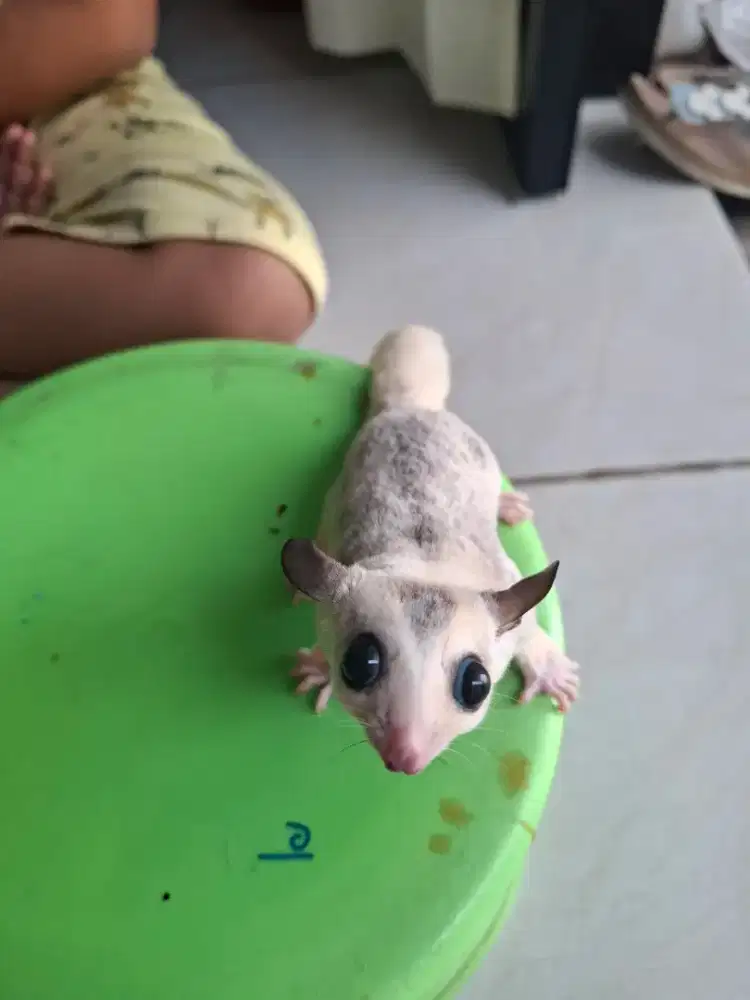 Sugar glider mozaik putih