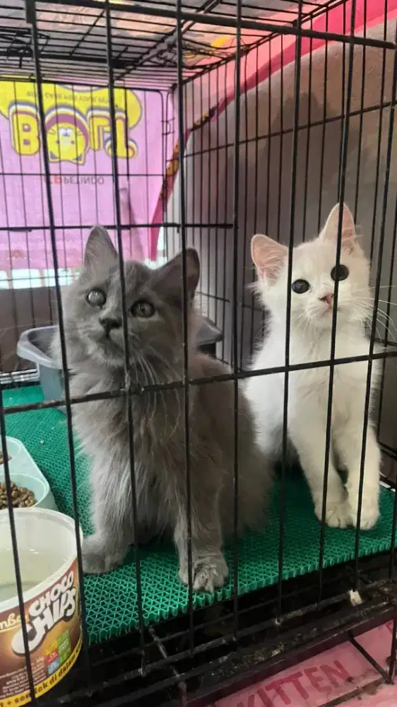 Kucing kitten persia medium sepasang