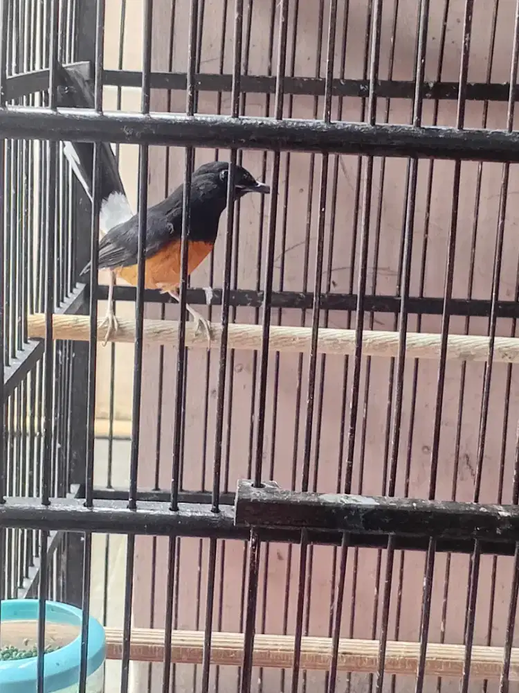 Murai betina siapan
