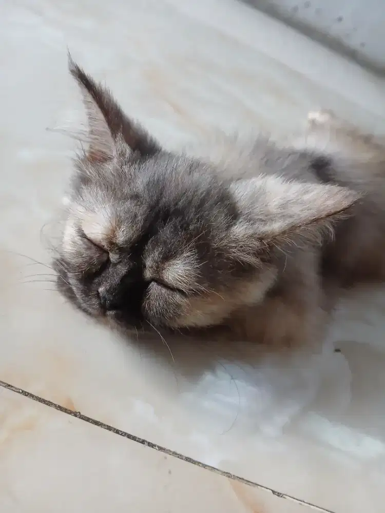 KUCING PERSIA UMUR 4 BULAN