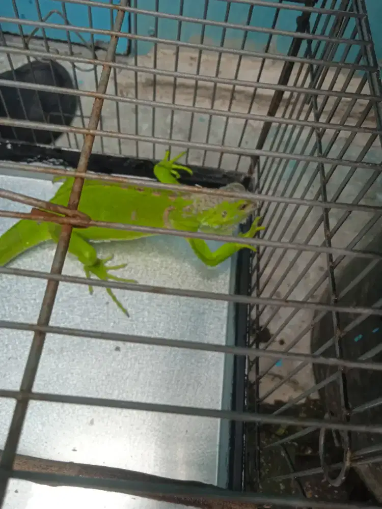 Iguana hijau  barter ma burung kenari paud
