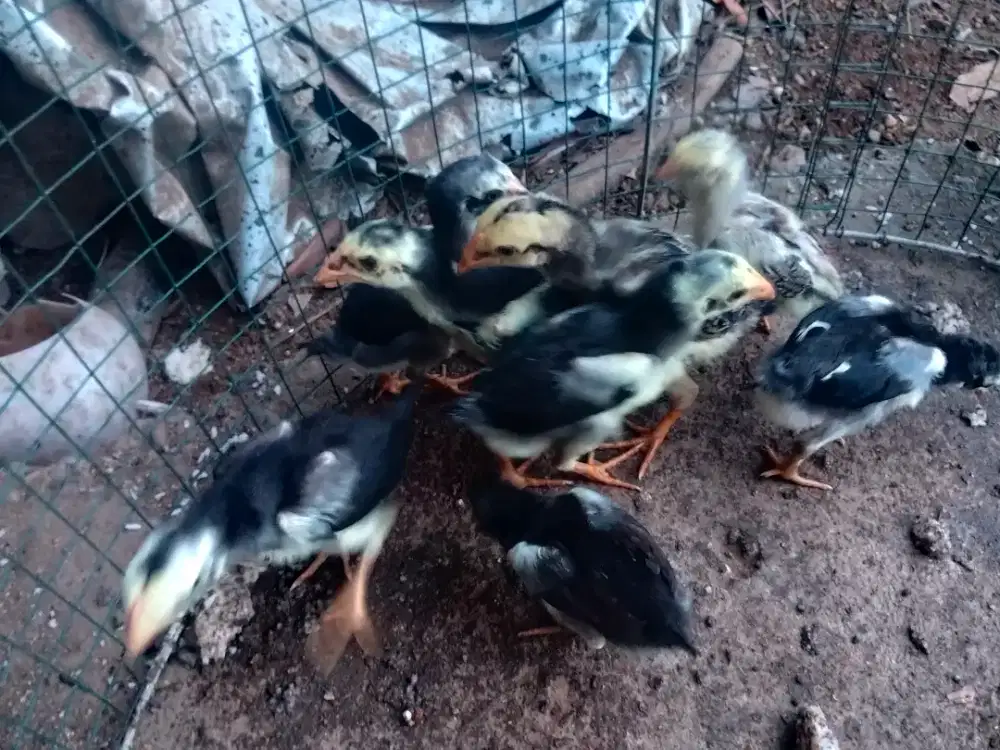 Anakan ayam bangkok usia 1bln