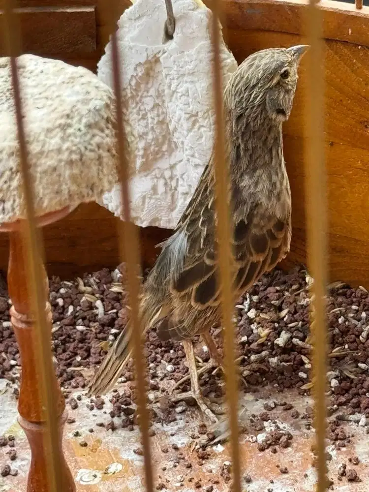 Burung branjangan javanica