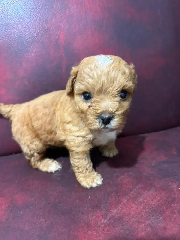 baby poodle gemoy