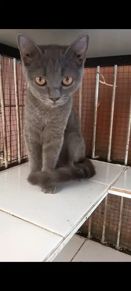 lepas adopsi kucing british shorthair
