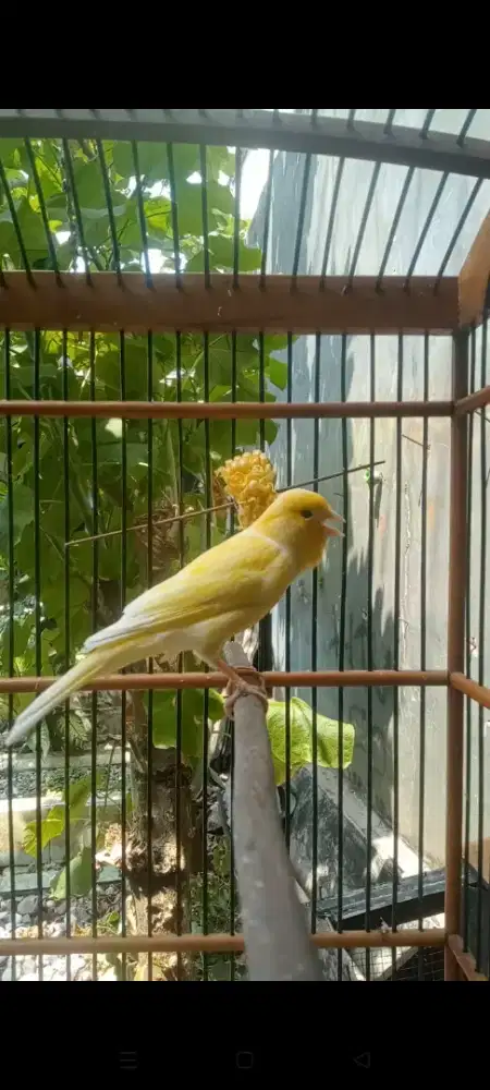 AF kuning gacor