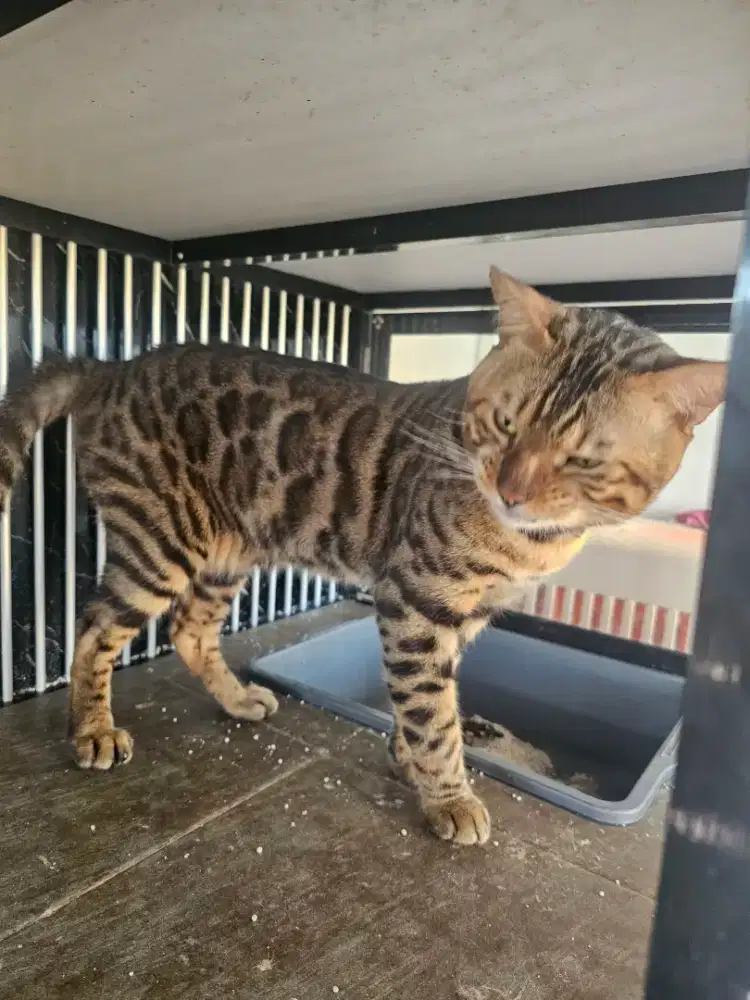 Hewan Kucing peliharaan
