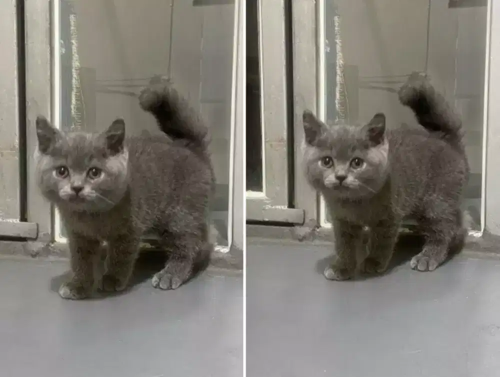 Kucing kitten British shorthair Bluesolid Femalle
