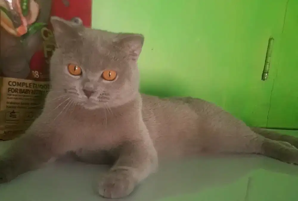 BSH BRITISH SHORTHAIR SF SCOTTISH FOLD RAGDOLL MUNCHKIN PEAKNOSE EXO