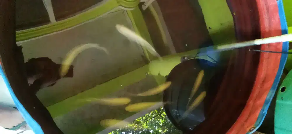 Gurame hias albino