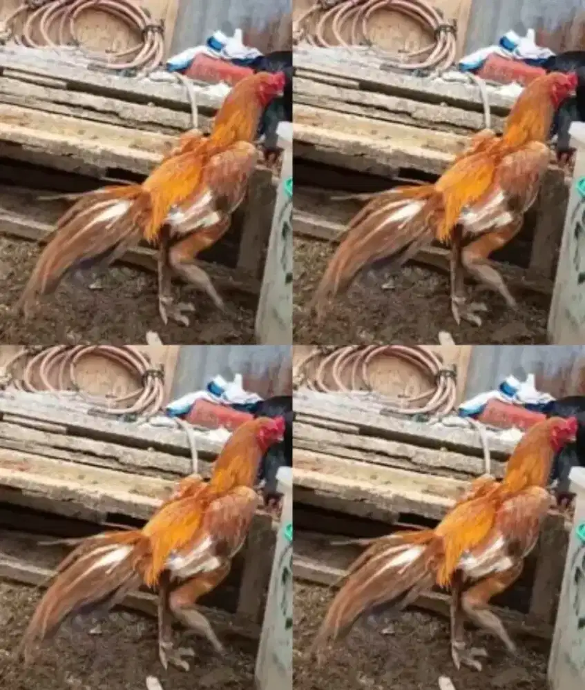 Ayam ekor lidi super mewah