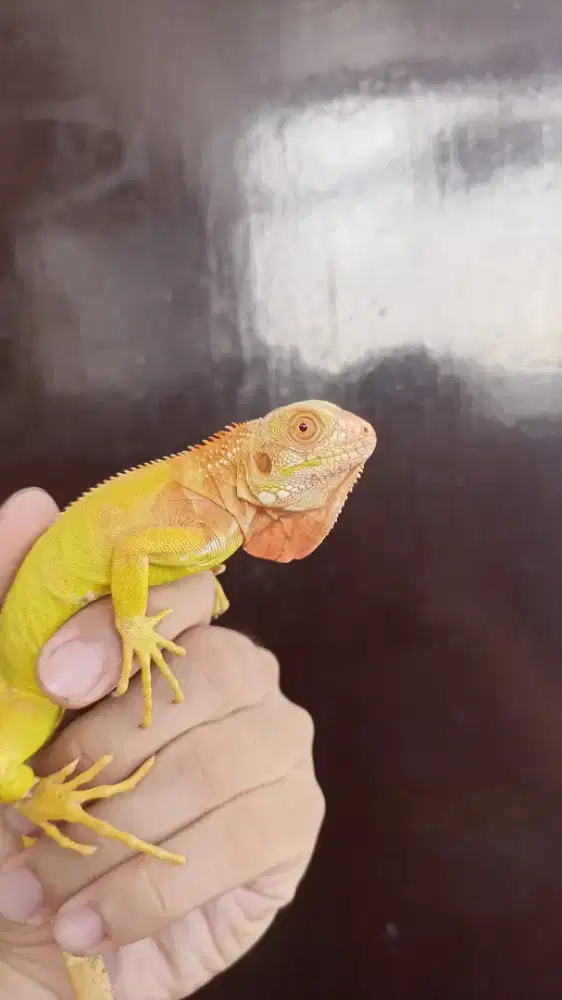 Iguana Red Albino