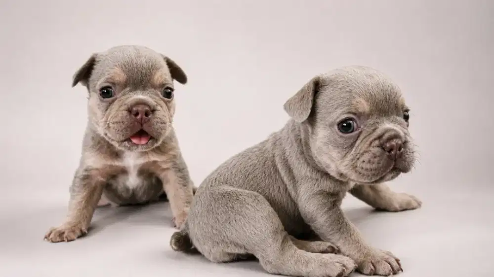 French bulldog frenchie new shade isabella tan