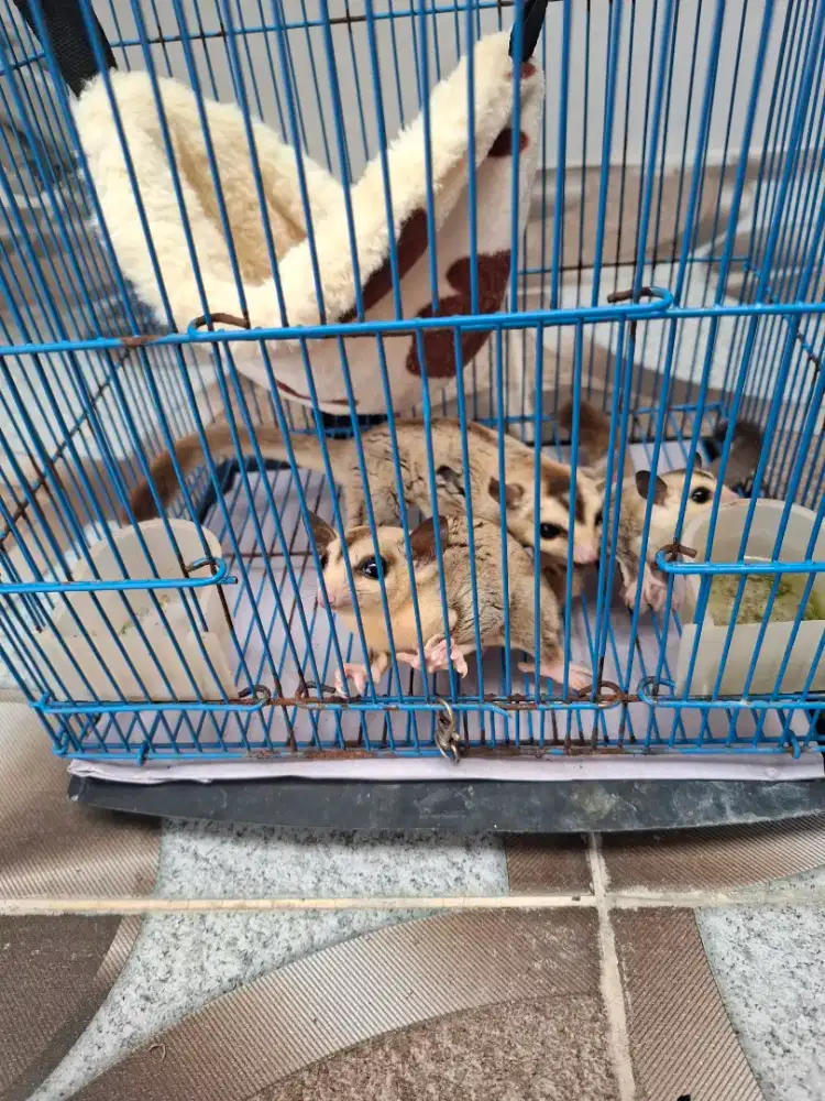 Sugar glider clasic grey