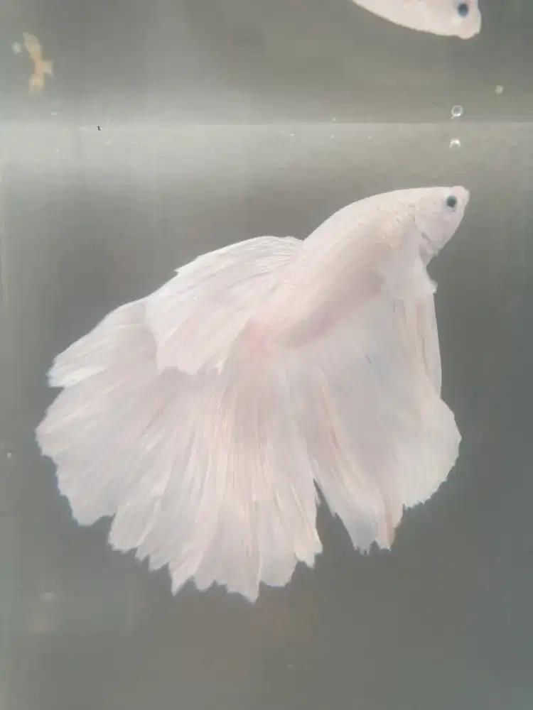 HM beta (Cupang Slayer)