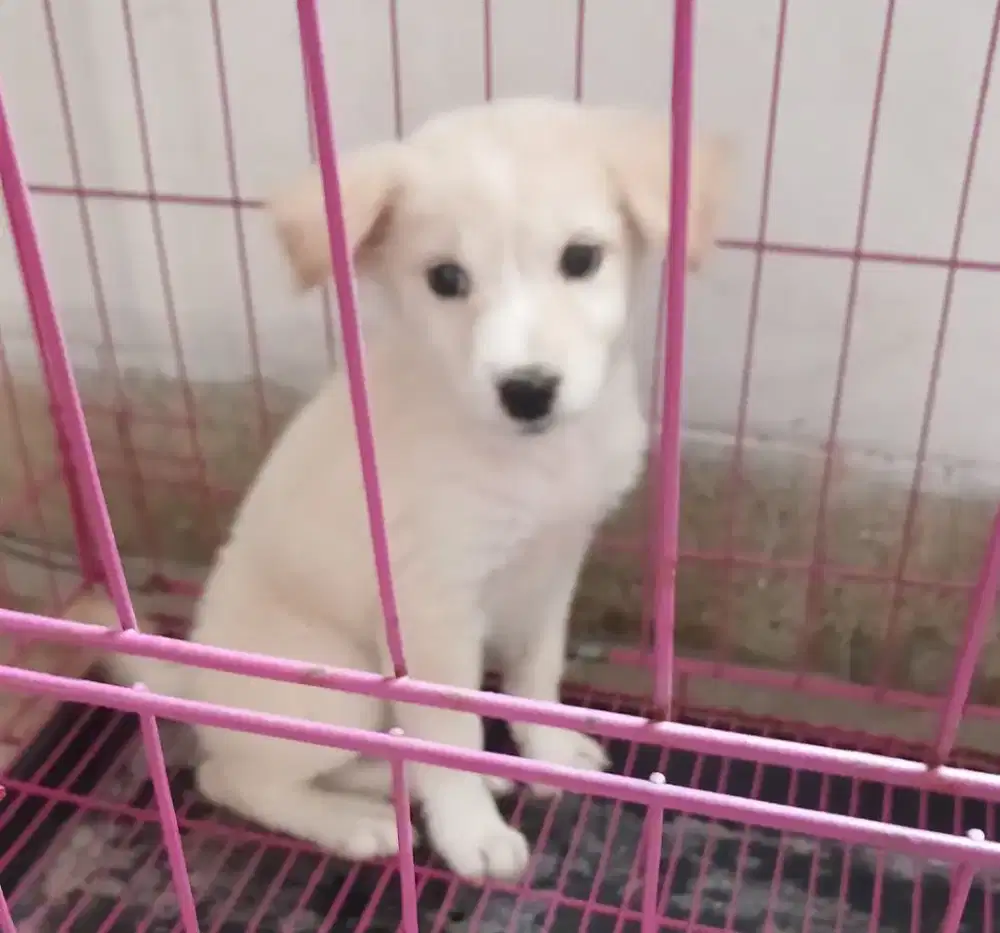 Anak Anjing Lucu