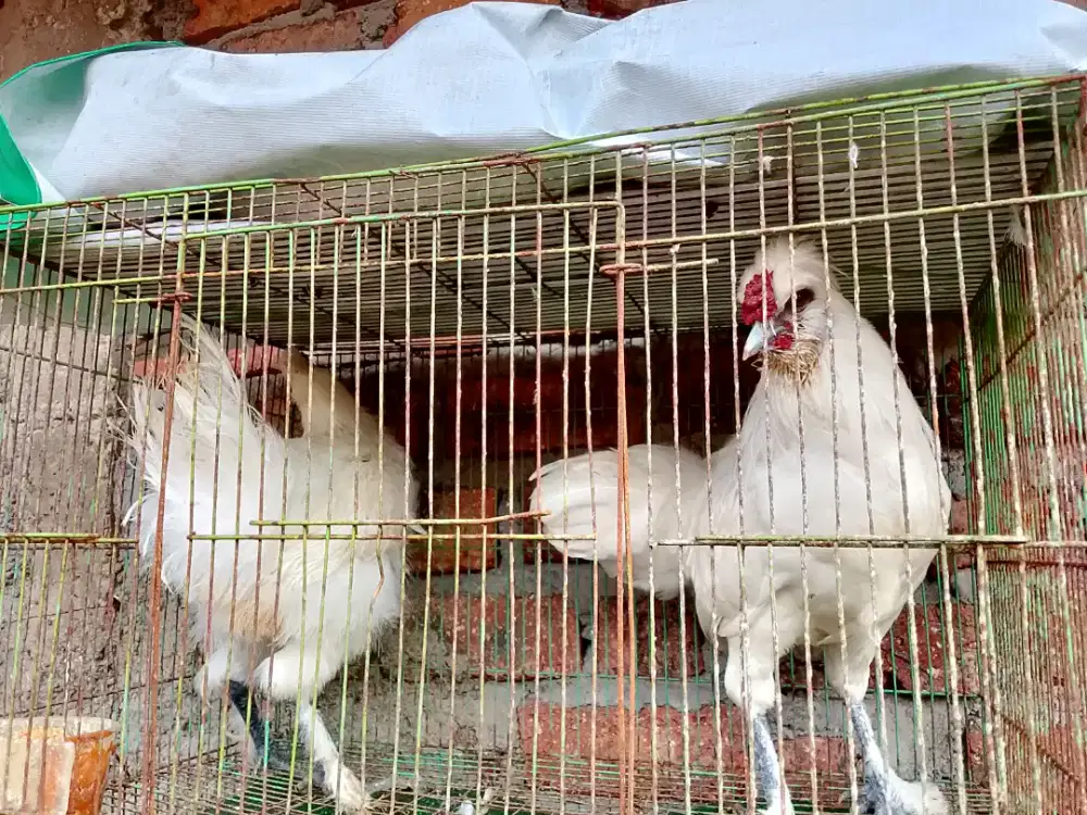 Ayam kapas lokas sepasang