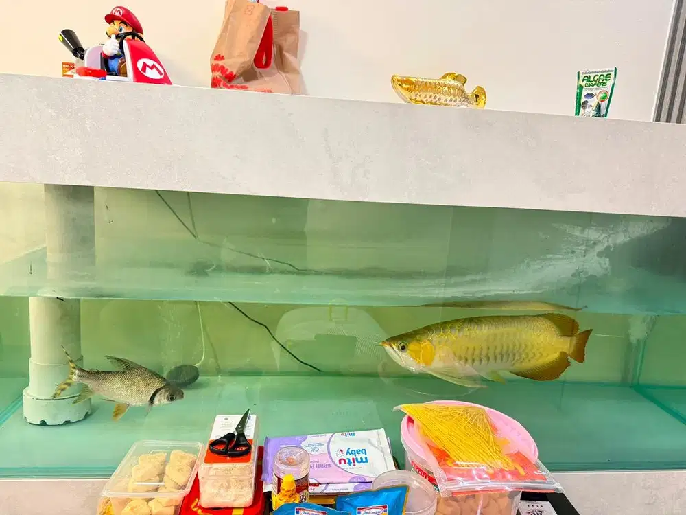 Aquarium & Ikan Arwana Super Red