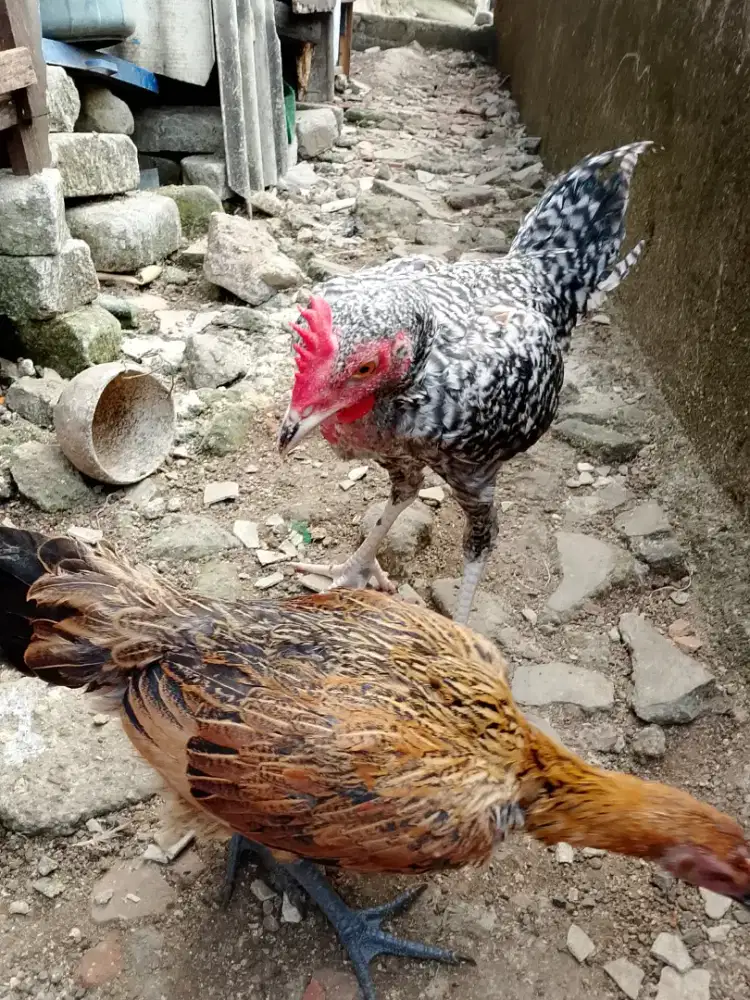 Ayam kampung silangan pelung sepasang