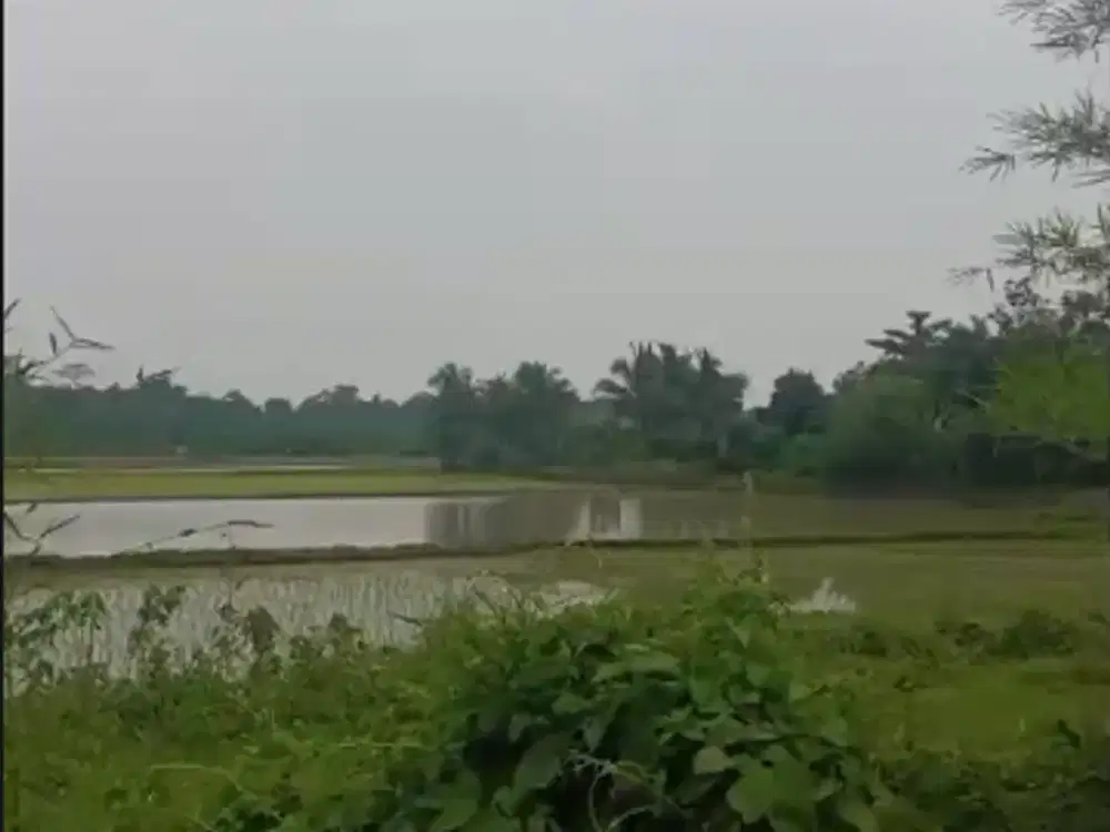 Jual Tanah 8 Hektar Desa Kopo ,Maja Serang banten