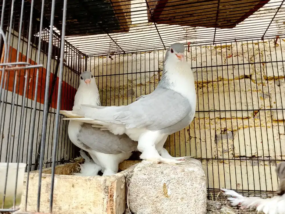 Burung merpati lahore sepasang indukan