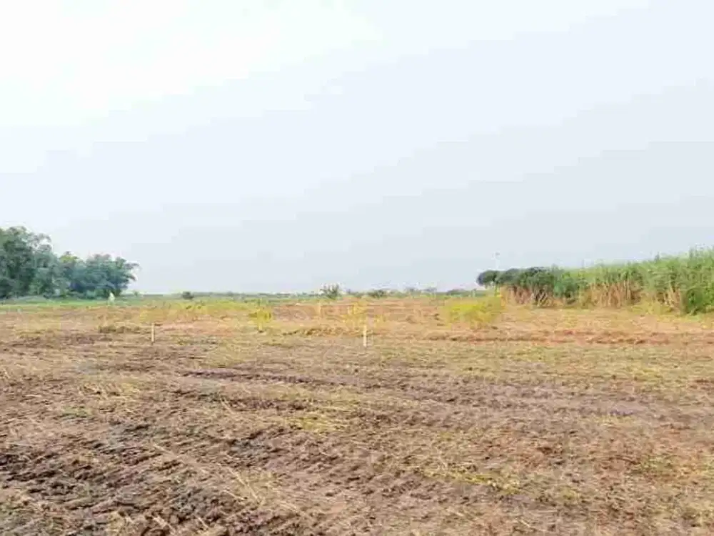 Tanah Murah cocok dibuat Tanah Kavling di Desa Ngepung, Gresik