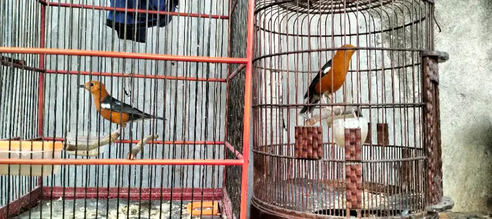 Anis merah 2 ekor