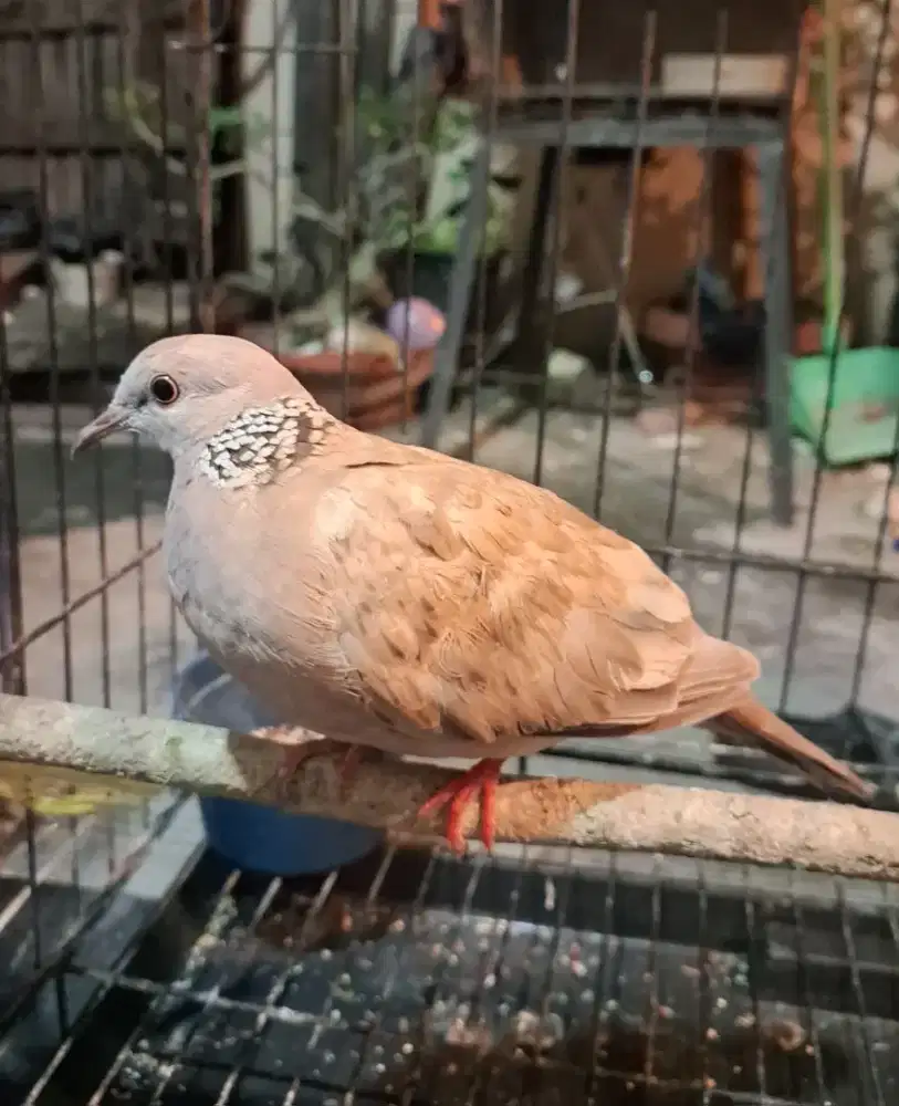 Tekukur Derkuku Kuk 2-3 Merah Strip Putih