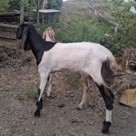 kambing potong betinaan 30kiloan siap nazar hajatan sedekah syukuran