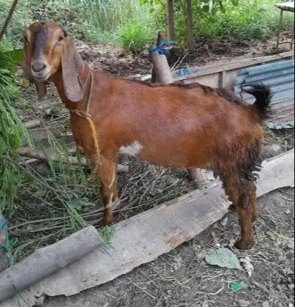 kambing potong betinaan 30kiloan siap nazar hajatan sedekah syukuran