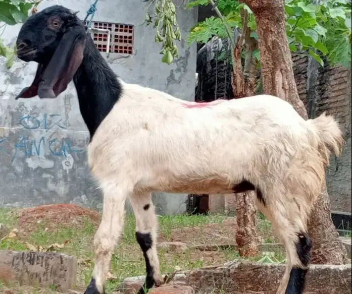 kambing potong betinaan 30kiloan siap nazar hajatan sedekah syukuran