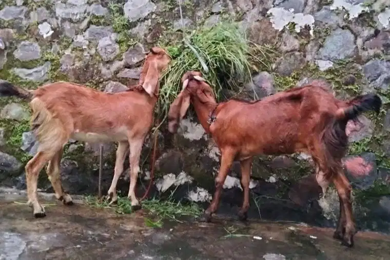 kambing potong betinaan 30kiloan siap nazar sedekahan akikahan sukuran