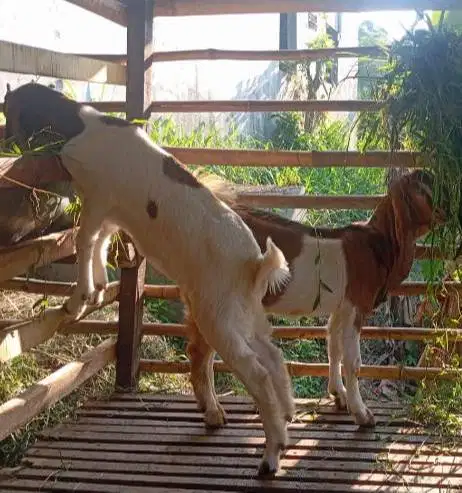 kambing potong betinaan 30kiloan siap nazar sedekahan akikahan sukuran